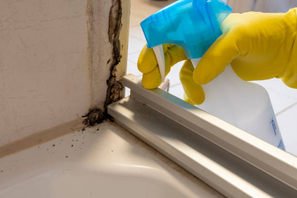 Best Basement Mold Remediation in Cedville, AR