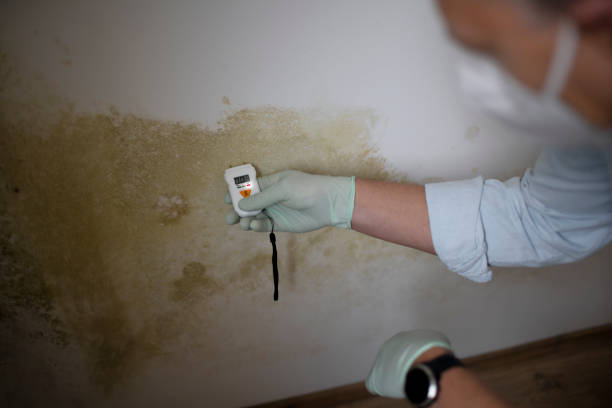 Best Mold Remediation for Specific Building Types in Cedville, AR