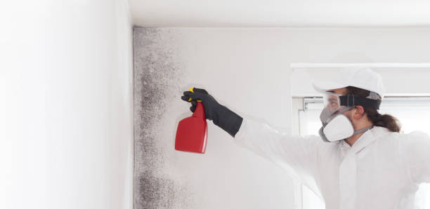 Best Health and Safety Mold Remediation in Cedville, AR