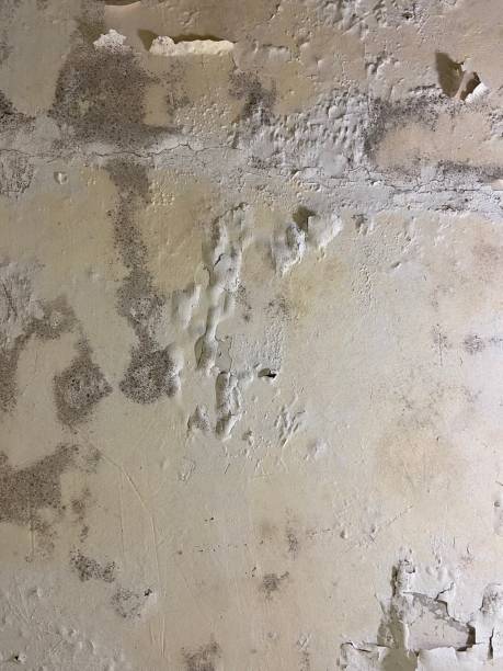 Best Basement Mold Remediation in Cedville, AR