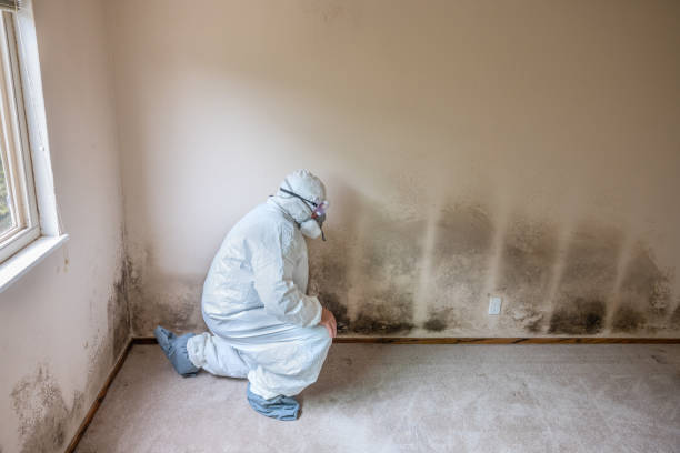 Best Residential Mold Remediation in Cedville, AR