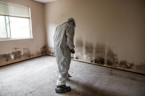 Best Residential Mold Remediation in Cedville, AR