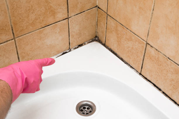 Best Preventive Mold Services in Cedville, AR